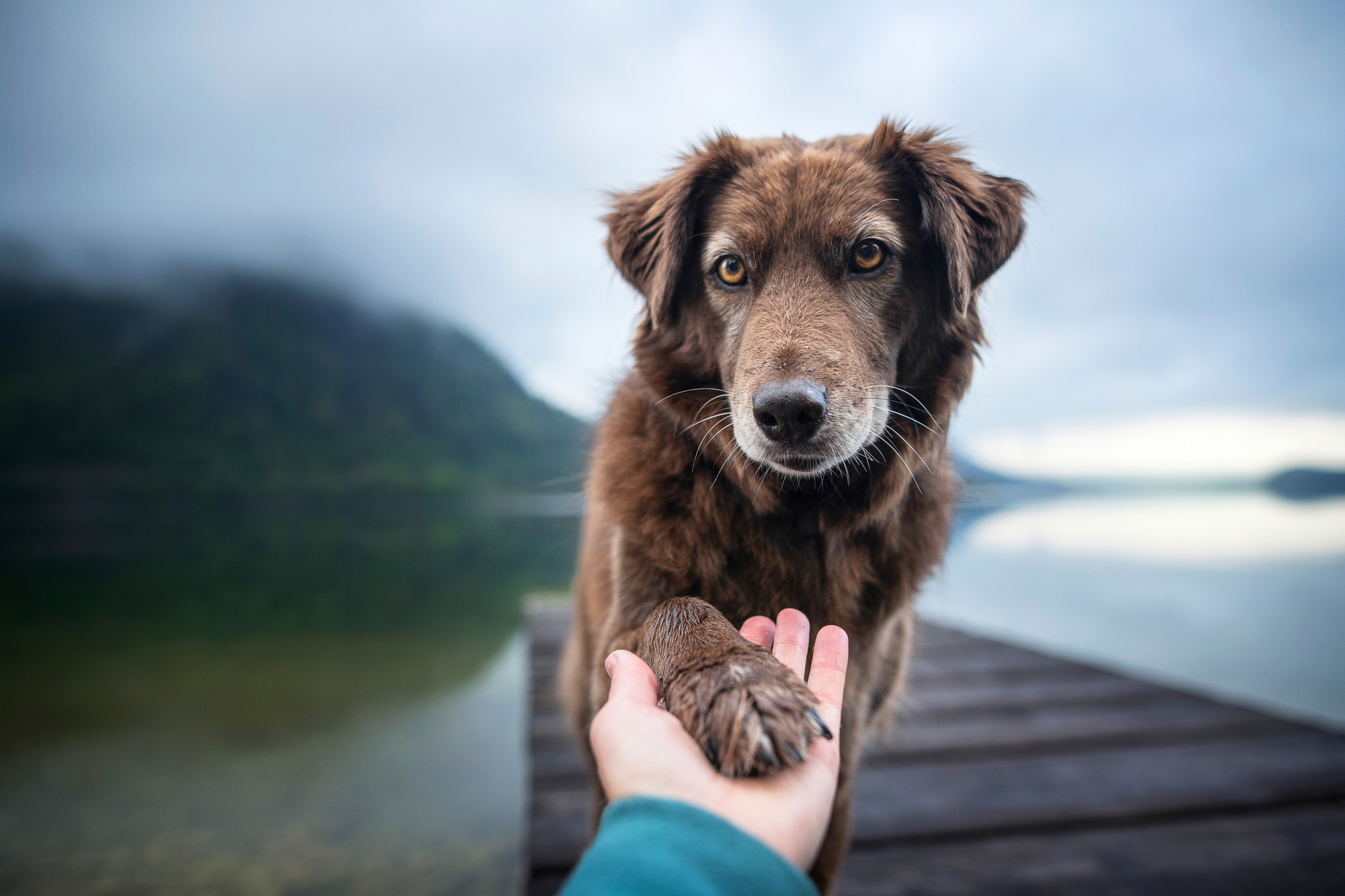 A person gently holds a dog's paw while standing on a wooden dock