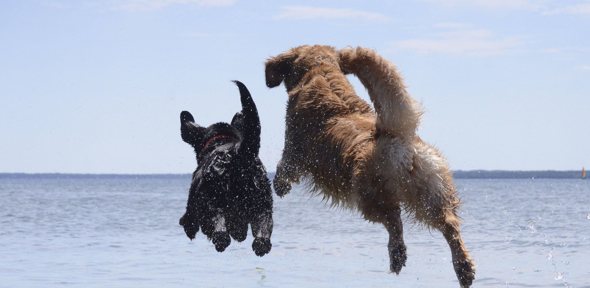 Two dogs leap joyfully into the water